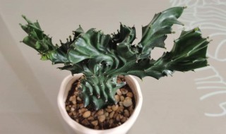 麒麟掌怎么养长得快又旺盛 麒麟掌怎么养长得快又旺盛视频