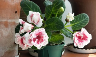 芙蓉花怎么养家庭养法(芙蓉花的养殖方法家里)