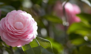罕见好听的花名（罕见好听的花名稀有）