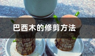 巴西木怎么剪枝（巴西木剪枝能插活吗?）