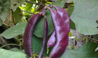 梅豆角不开花怎么回事(梅豆角不开花怎么回事儿)