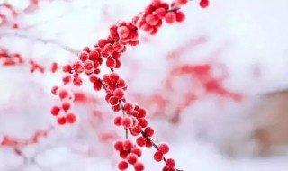 冬至节是几月几日 今年冬至节是几月几日