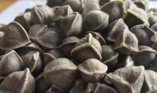 辣木籽种子怎么种植（辣木籽的种子可以种植吗?）