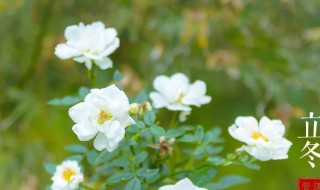 立冬节气开什么花 立冬的节气花是什么