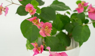 如何让三角梅快速生根（如何让三角梅快速生根视频）