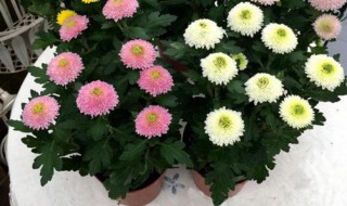 南非菊怎么养长的好（南非菊好养吗）