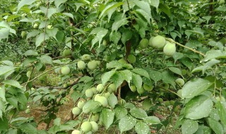 青梅种子怎么种植（青梅种子种植方法）