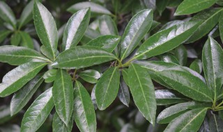 珊瑚树怎么养长的好（珊瑚树怎么养长的好快）