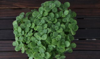 一抹香怎么养殖更茂盛(一抹香怎么养才茂盛)