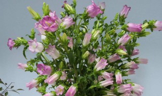 风铃花怎么修剪方法（风铃花花后修剪）