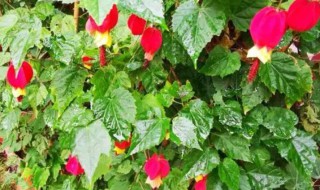 红萼苘麻怎么养长的好 红萼苘麻冬天怎么栽培