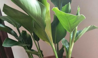 天堂鸟怎么修剪方法 天堂鸟怎么修剪方法图解