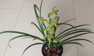 蕙兰怎么养才长得好（蕙兰怎么养才长得好看）