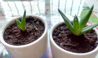 芦荟怎么分盆容易成活（芦荟怎么分盆过程）