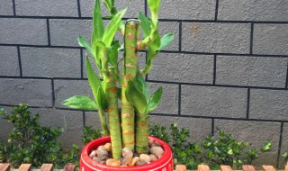 节节高怎么修剪方法（节节高如何修剪）