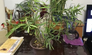 石斛怎么水养 石斛怎么水养?水培石斛的养殖方法和注意事项