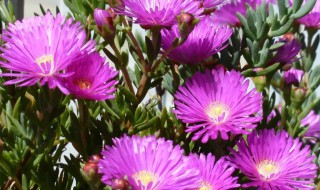 日中花怎么养殖开花多 日中花怎么不开花