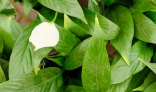 一帆风顺怎么养才茂盛（一帆风顺怎么养才能更旺盛）