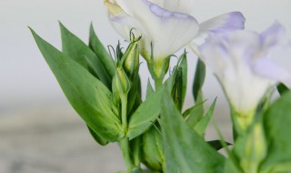 洋桔梗怎么养水养方法（桔梗怎么养 水养）