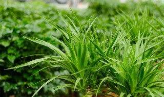 龙须树怎么养才茂盛 龙须树养殖方法