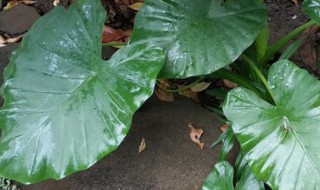 水培海芋怎么养护 水培芋头怎么养