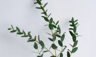 尤加利怎么水养(尤加利怎么在水里养)