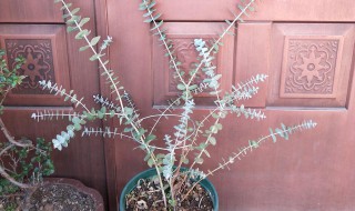 尤加利怎么修剪方法(尤加利怎样修剪)