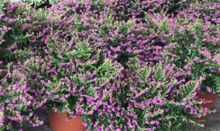 孔雀花怎么养殖技术 孔雀花怎么养殖技术和方法