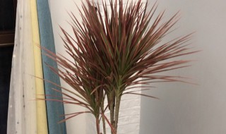 千年木怎么养成老桩造型 千年木怎么养成老桩造型的