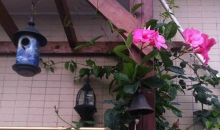 飘香藤花谢后怎么处理(飘香藤花谢后怎么处理好)