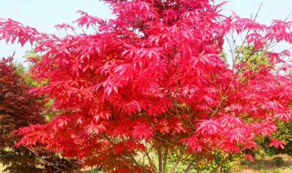 红枫怎么养长的好（红枫怎么养才长得好）