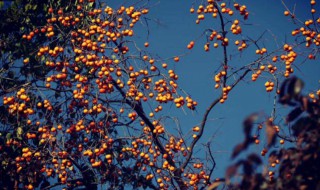 立冬到了是不是代表冬天也到了(立冬就是冬天到了吗)