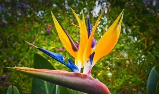 水培天堂鸟怎么养护（水培天堂鸟怎么养护和管理）