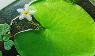 一叶莲怎么分株方法（一叶莲怎么分株方法图片）