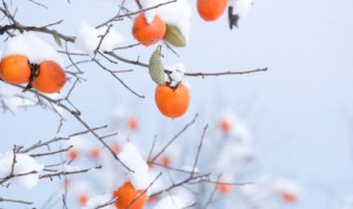 冬至民间农俗谚语大全(冬至谚语大全 俗语)