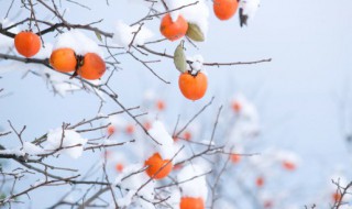 立冬谚语都有哪些 立冬谚语都有哪些谚语