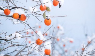 立冬节气的谚语俗语精选大全（立冬节气农谚）