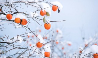 立冬的节气特点和节气物候 立冬节气百度百科