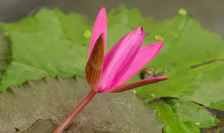 睡莲烂叶子怎么回事 睡莲叶子总是烂掉