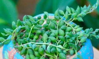 情人泪怎么浇水方法 情人泪的浇水方法介绍