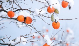 关于立冬节气习俗（立冬节气风俗）