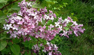 丁香花怎么种植 丁香花怎么种植方法