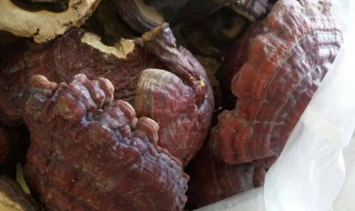 灵芝怎么洗才干净 灵芝怎么洗才干净晒干