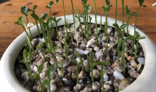 盆栽种子怎么种植（盆栽种子怎么种植的）