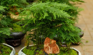 云松怎么养殖方法（云松的养殖方法和注意事项哪位朋友了解?）