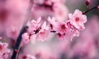 松红梅怎么修剪方法（松红梅修剪方法视频）