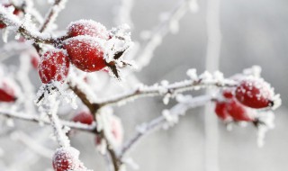 经典立冬节气谚语句子 经典立冬节气谚语句子图片