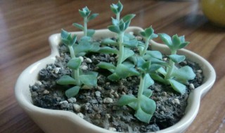 多肉小苗怎么养都不见长的原因（多肉幼苗不长大是什么原因）