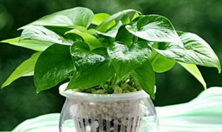 绿钻花怎么水培养殖方法 水培绿钻花的养殖方法