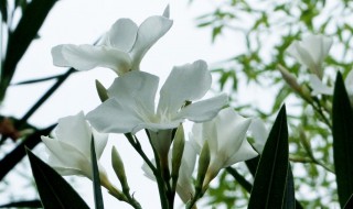 柳叶桃怎么修剪方法（柳叶桃怎么修剪方法图解）